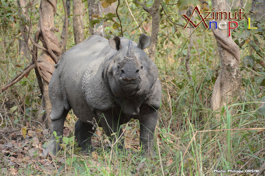  Rhinocéros indien ou Rhinocéros unicorne d'Asie (Rhinoceros unicornis) 