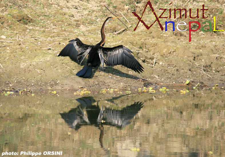 Click to enlarge image Anhinga roux.jpg