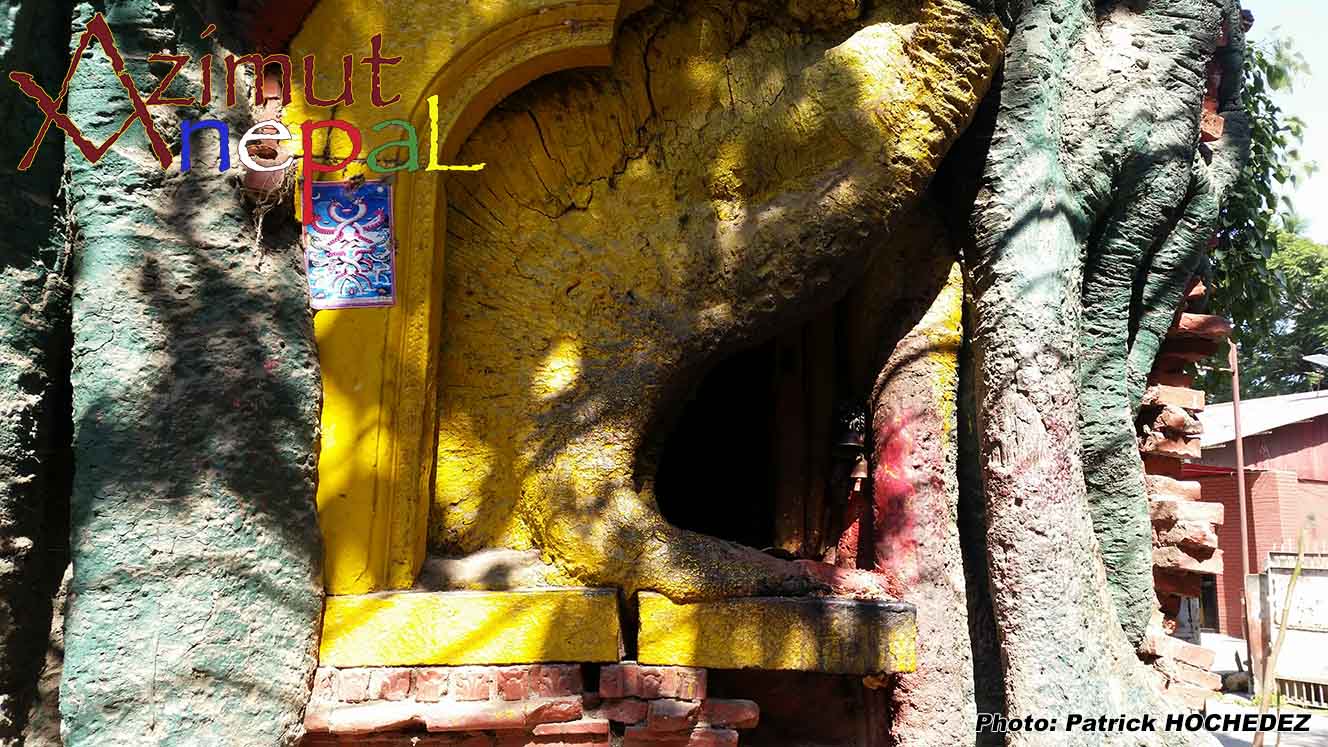 Click to enlarge image Pipal pВnetre le temple (Bhaktapur).jpg