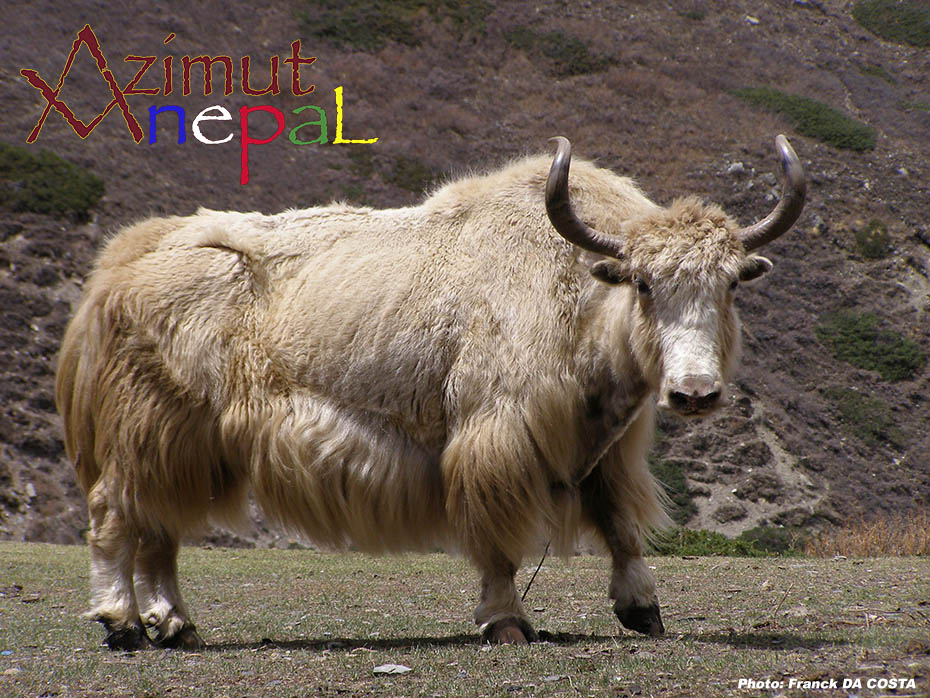 Click to enlarge image Yak_.jpg