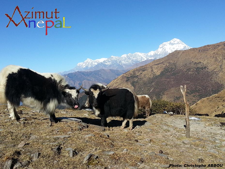 Click to enlarge image Yaks__Dhaulagiri.jpg