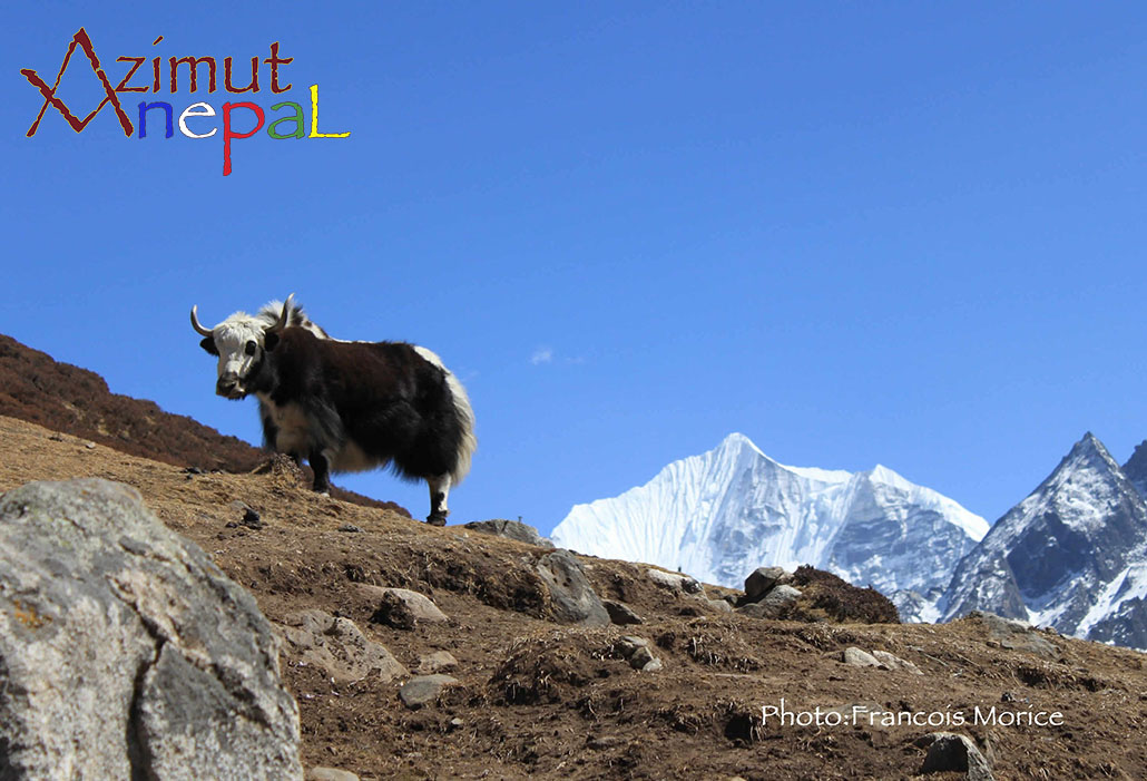 Click to enlarge image Yak au Langtang.jpg