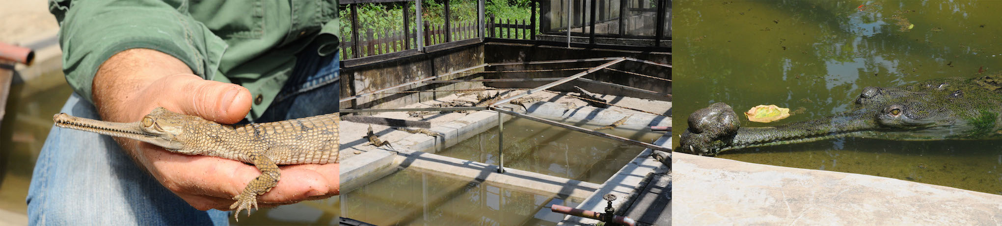 Click to enlarge image Gavial breeding centre_.jpg