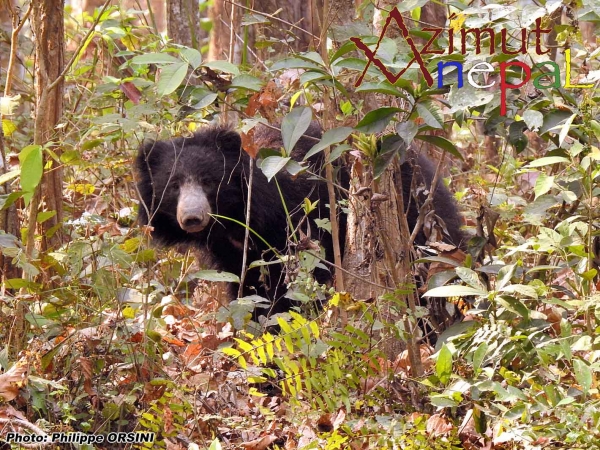 Jungle de Chitwan